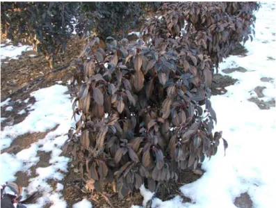2009/2010-es tél során Keszthelyen a V. cinnamonifolium  (30. ábra)  is olyan  mértékben károsodott, hogy tövig vissza kellett vágni az összes egyedet
