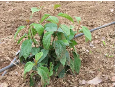 31. ábra. V. cinnamonifolium  tőből előtörő hajtása  Keszthelyen 2010. 06. 26-án 