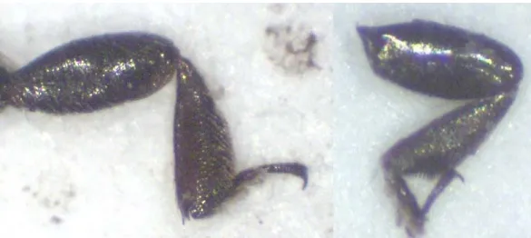 12. ábra. A M. aeneus (balra) és a M. viridescens (jobbra) középső combja 