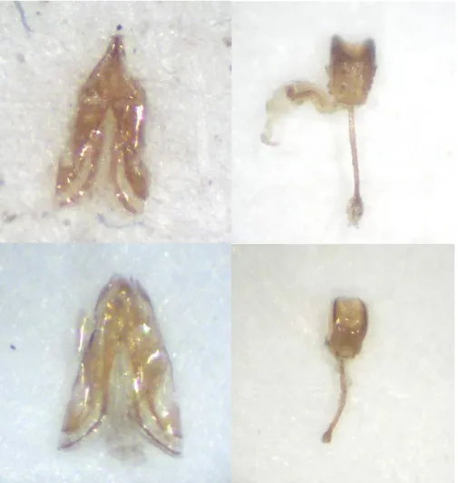 14. ábra a M. aeneus (felül) és a M. viridescens (alul) tojócsöve és hím ivarkészüléke  