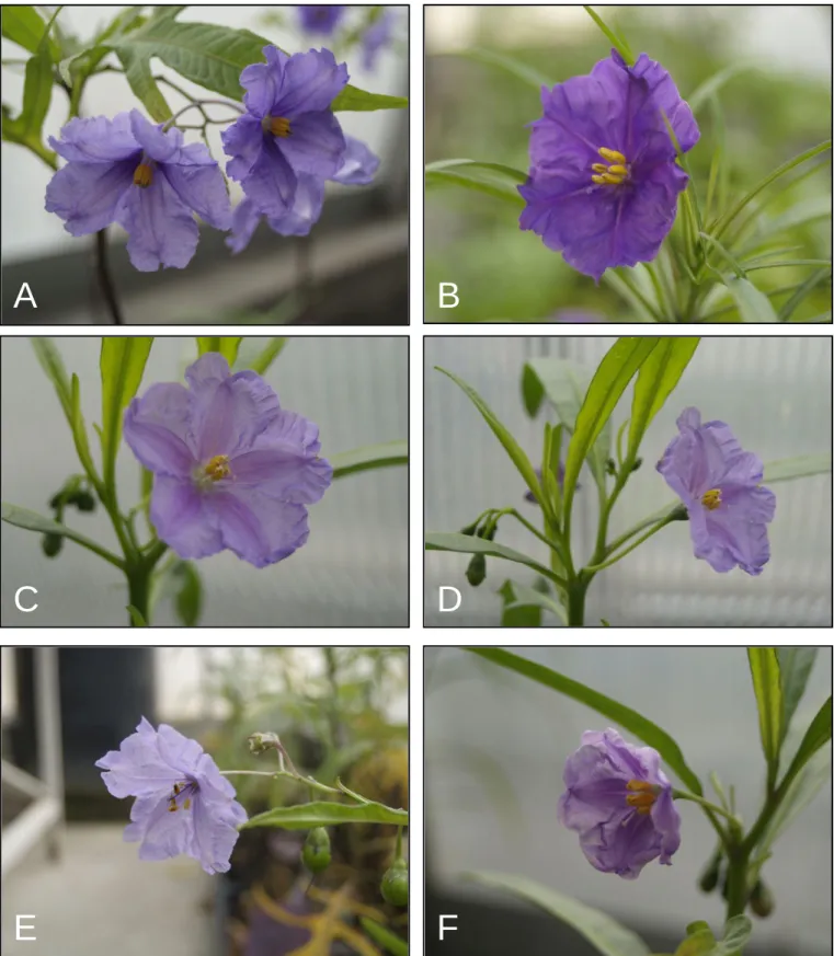 Fig. 2. 2A-Flowers of Solanum laciniatum; 2B-Solanum linearifolium; 2C-D- Solanum simile; 
