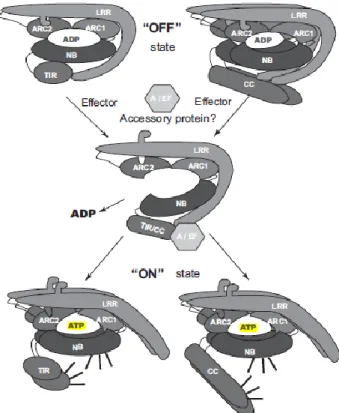 Fig 1. A Model for NB-LRR protein activation. In the resting state, an NB-LRR protein is kept in  a closed and auto-inhibited state in which the LRR and N-terminal domain (CC/TIR) fold back on  the NB-ARC core