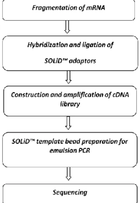 Fig.  3.  The  Procedure  of  preparation  and  sequencing  RNA  using  NGS,  5500  XL,  SOLiD  Life  Technologies