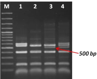 Fig  5.  Electrophoretic  pattern  of  the  AluI  digested  GP21  CAPS  marker.  Samples  from  left  to  right: M: 100 bp plus DNA ladder, 1: Luca XL (Extreme resistance to PVX), 2: W1100, 3: (Bzura  (Rx2), 4: Hermes (susceptible) 
