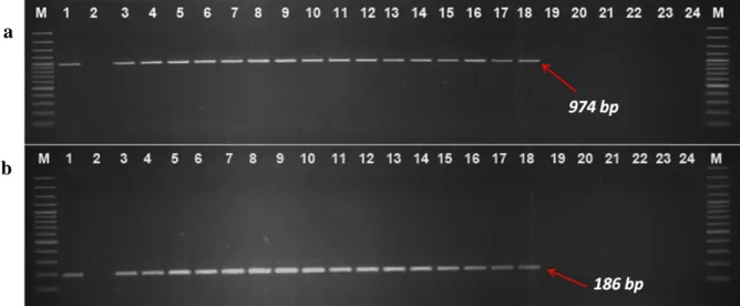 Fig. 6. Detection of the Rx1 gene. The electrophoretograms show in 17 cultivars the expected 974  bp, as well 186 bp size fragments obtained with the two different primer pairs 1Rx1 (a) and 5Rx1  (b), respectively
