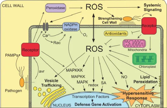 Fig.  3.  Pathogen  recognition  leads  to  ROS  production  that  has  different  functions  associated to activation of plant defenses