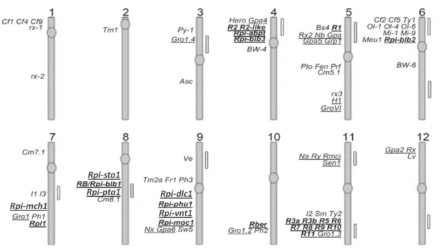 Fig.  4.  Potato  and  tomato  map  for  disease  resistance.  Position  of  late  blight  R  genes  underlined  with  solid  letters  and  for  QTL  with  dotted  bars  at  the  right  of  each  chromosome (Park et al.,2009)