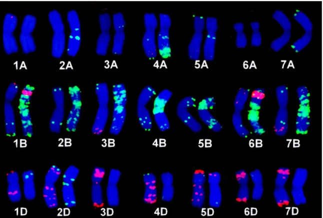 6. ábra: Az Mv9kr1 búzatörzs szomatikus kromoszómáinak hibridizációs mintázata metafázisban  pSc119.2 (zöld), pAs1 (piros) próbákkal a kromoszómapárok közül a bal oldali kromoszómákon,  és GAA (zöld), pTa71 (piros) próbákkal a kromoszómapárok közül a jobb 