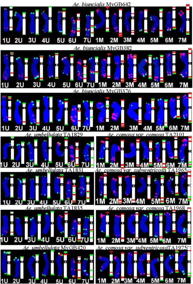 8. ábra: Az egyes Aegilops biuncialis, Ae. umbellulata és Ae. comosa génbanki tételek fluoreszcens  in  situ  hibridizációs  mintázatának  különbségei  pSc119.2  (zöld)  és  pAs1  (piros)  repetitív  DNS  klónokkal a mitózis metafázisában és grafikus ábráz