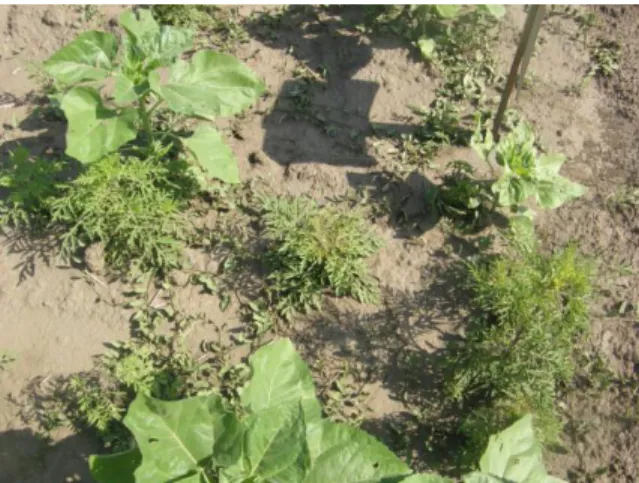 14. ábra: A flumioxazin hatóanyagú herbicid  által  okozott  klorotikus  tünetek  napraforgó  növényen  a  herbicid  kezelést  követő  7