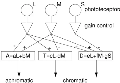 Figure  I/2.  Schematic  wiring  of  the  encoding  of  the  cone  signals  into  opponent  colour  signals