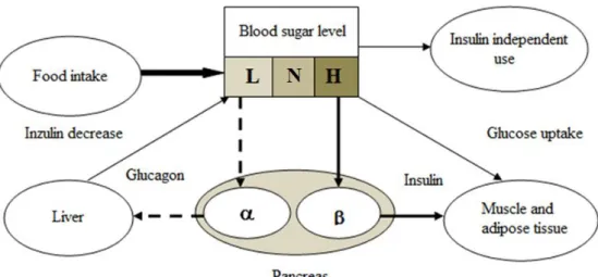 Figure 2. Schematic and qualitative flow chart of global  blood glucose control (L: low, N: normal, H: high BGL)[7]