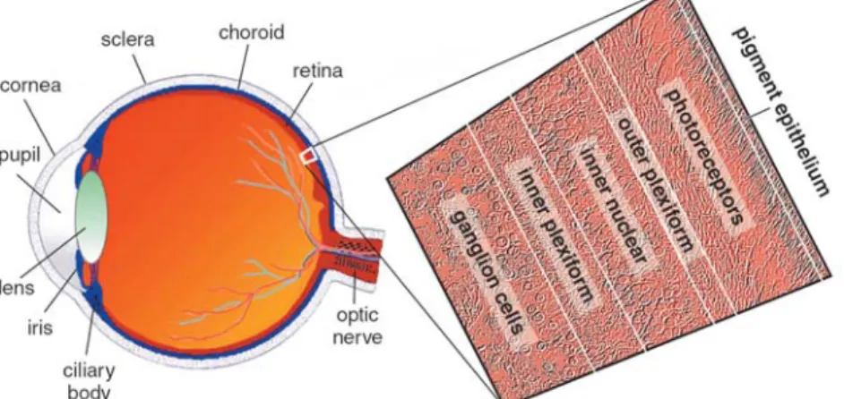 Figure 3.1:   Structural diagram of the human eye shows its main parts (left). A thin piece of retina  is enlarged in a microphotograph (right), revealing its layers (Picture is originated from H