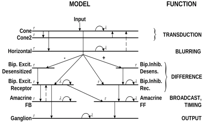 Figure 3.5:   General neuromorphic structure of the light-adapted mammalian retina model (left  side) and the proper function of each layers (right side) 