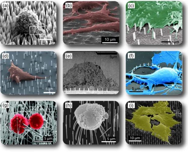 Figure 1.6. Cells on arrays of NSs. [52] A549 cell on silicon NSs (a)  [53], HeLa  cells on copper oxide NSs (b) [54], CHO or HeLa cell on hollow aluminum oxide  NSs  (c)  [55],  natural  killer  cell  on  silicon  NSs  (d)  [56],  cortical  neuron  cell  