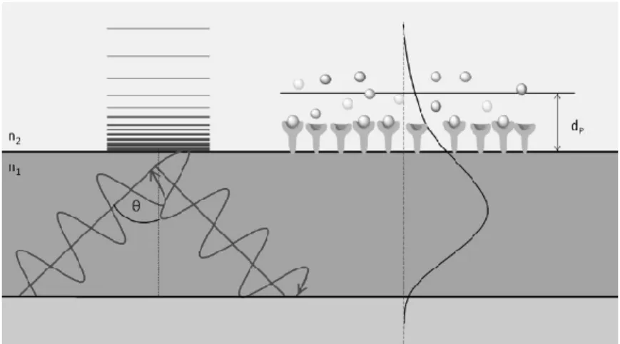 Figure 2.1. The schematic image of evanescent field-based sensing. Total internal  reflection and the evanescent wave penetrating into the adjacent medium (n 2 ) with  an  exponentially  decreasing  intensity  are  represented