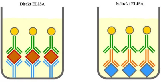 2. ábra Az ELISA két változatát mutatja az ábra, a direkt (balra)  és az indirekt (jobbra) módszert [15]
