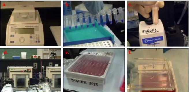 17. kép. A molekuláris biológiai vizsgálathoz használt berendezések (PCR berendezés (a), PCR  termék Eppendorf csőben (b), minta homogenizálása rázatóval (c), DGGE futtató (d, e), gélek (f)