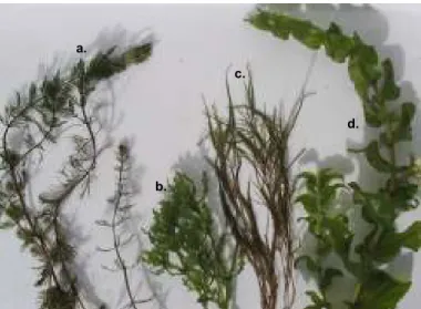 18. kép. A mintavétel során gyűjtött hínárfajok: (a) Myriophyllum spicatum, (b) Najas marina,  (c) Potamogeton pectinatus, (d) P