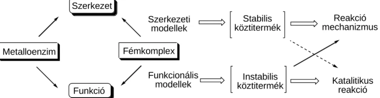3. ábra A metalloenzimek szerkezeti és működési modelljei  2.3. Oxigenáz és oxidáz enzimek  