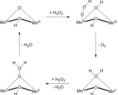 8. ábra A MnKat katalitikus körfolyamata a  feltételezett oxidatív és reduktív állapotok  feltüntetésével 