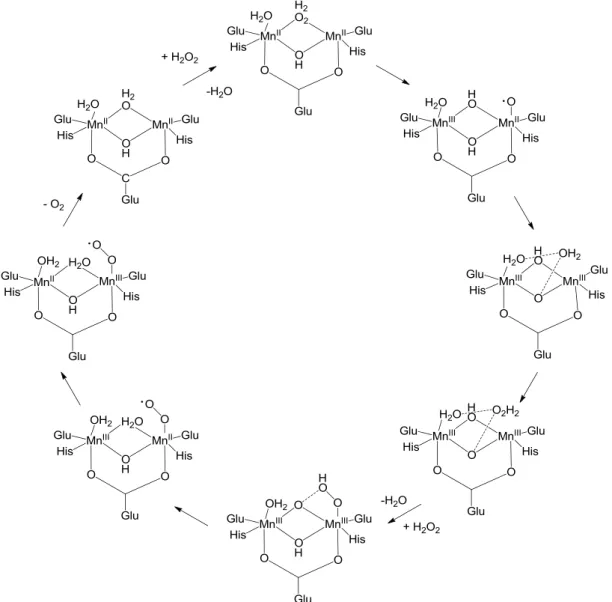 9. ábra Javasolt mechanizmus a  MnKat által katalizált H 2 O 2  metabolizmus körfolyamatára  (B3LYP szimulációs módszerrel)   
