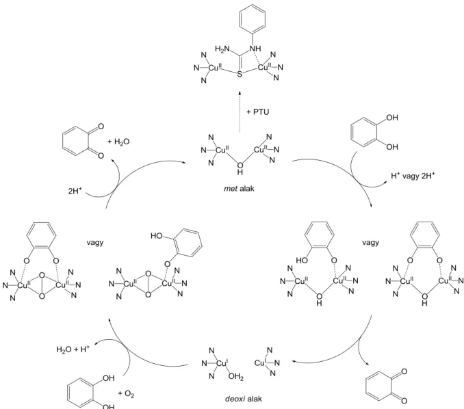 12. ábra A katechol oxidáz lehetséges enzimatikus körfolyamata és a fenil-tiokarbamid  inhibíciója [72; 73] 