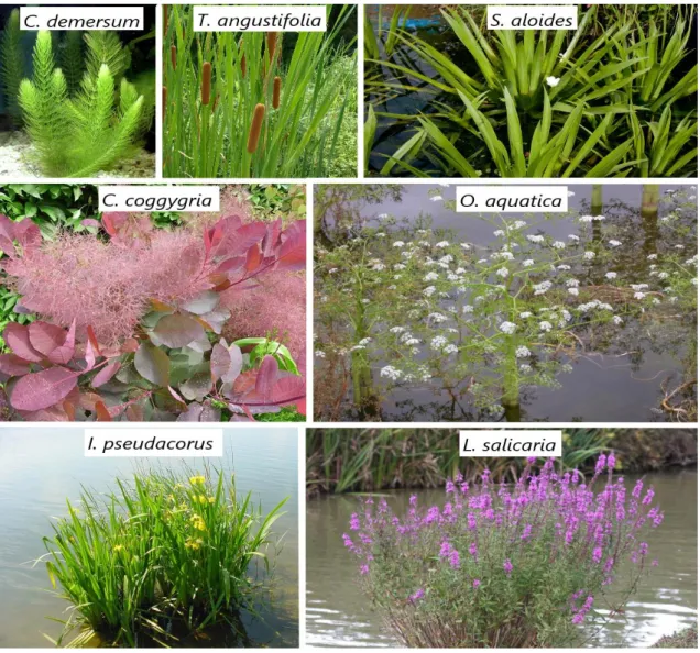 10. ábra: A vizsgálatokhoz felhasznált allelopatikus növények 
