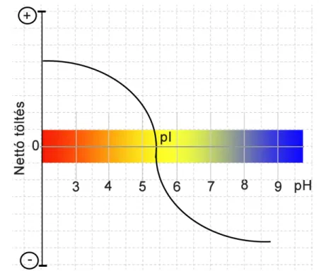 9. ábra. A komponensek nettó töltésének változása az eluens pH függvényében (illusztrá- (illusztrá-ció).