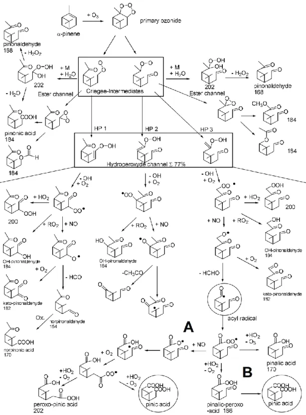 2. ábra: Az α-pinén ózonolízisének reakciómechanizmusa (Winterhalter et al., 2003) 