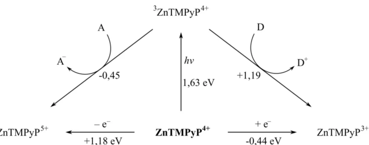 14. ábra. A cink-porfirin komplex (ZnTMPyP) alap-, valamint az első triplet  gerjesztett állapotainak redoxipotenciáljai közötti energiaviszonyok, viz es oldatban