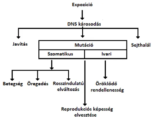 1. ábra A DNS károsodás lehetséges kimenetelei 