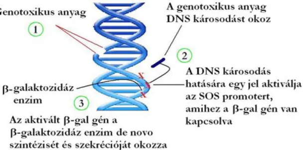 2. ábra A genotoxikus hatásnak kitett SOS-baktériumsejtekben zajló folyamatok  A  β-galaktozidáz  aktivitása  arányos  a  mintában  mért  genotoxicitással,  így  ehhez  egy  megfelelő  kromogén  oldatot  adva  kolorimetrikus  reakció  játszódik  le