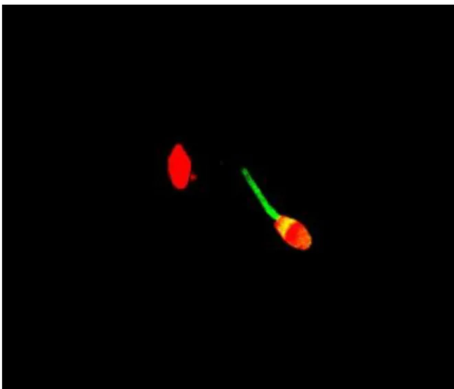 3. ábra Az APO BrdU TUNEL teszttel kapott eredményeink alapján az AlexaFluor 488  festék konjugátum nem specifikus kötődést mutatott a spermiumok mitokondriumaihoz (zöld 