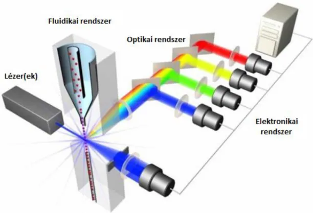 4. ábra Egy flow citométer készülék sematikus ábrája 
