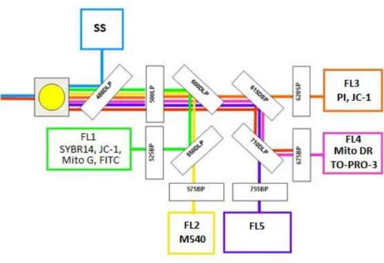 6. ábra A Beckman Coulter FC500 készülék optikai rendszere, a detektorok és a detektorok  által észlelt fluoreszcens festékek 