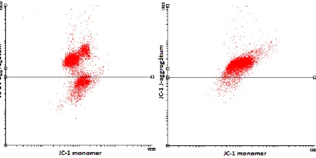 10. ábra A mitokondriális aktivitás változása a kontrollban (balra) és a kezelt mintában  (jobbra) a JC-1 festés esetén 