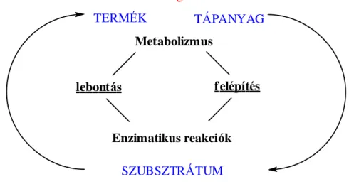 metabolizmusnak, vagy anyagcserének nevezzük (1. ábra).  Energia TERMÉK TÁPANYAG Metabolizmus lebontás f elépítés Enzimatikus reakciók SZUBSZTRÁTUM