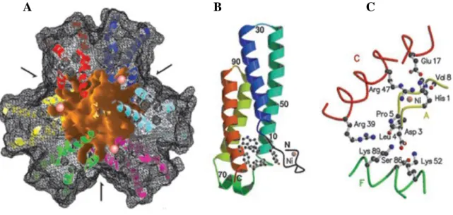 11. ábra A Streptomyces seoulensis baktériumból elkülönített hexamer szerkezetű, négy  α-hélix alegységgel rendelkező Ni-SOD röntgendiffrakciós felvétele  és aktív centruma