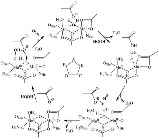 23. ábra A kétmagvú mangántartalmú kataláz enzim által katalizált reakciók  mechanizmusa [67]