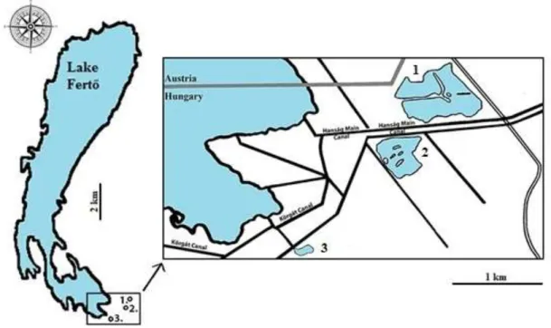 Fig. 1 Location of the saline pans (1: Borsodi-dűlő; 2: Nyéki-szállás; 3: Legény-tó)
