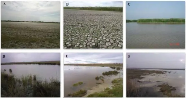 Fig. 3 Habitat images of the sampling sites (A-C: Borsodi-dűlő; D-E: Legény-tó; 