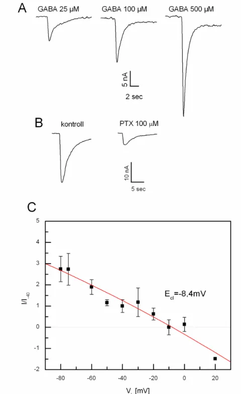 3. ábra: GABA kiváltotta ionáramok karakterisztikája. A. Inward klorid áramok 25, 100, 500  µmol/l  GABA  hatására  -75  mV  holding  potenciálon  az  RPeD1  neuronon