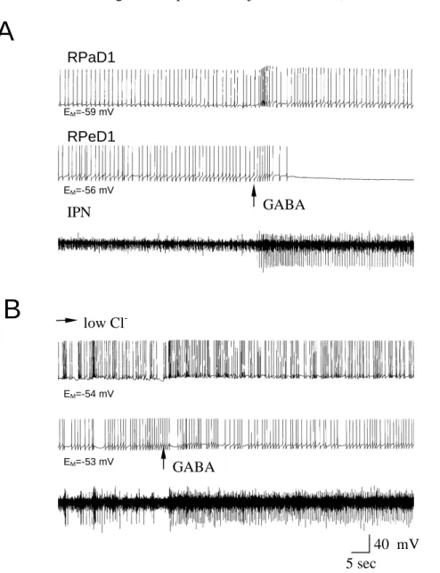 20. ábra: GABA hatása RPeD1 és RPaD1 neuronokon normál és csökkentett Cl -  fiziológiás  sóoldatban