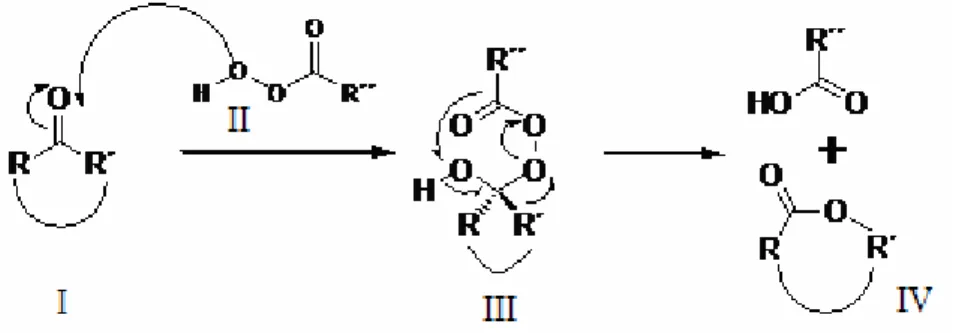 1. ábra: A Baeyer-Villiger oxidáció mechanizmusa (Criegee, 1948). 