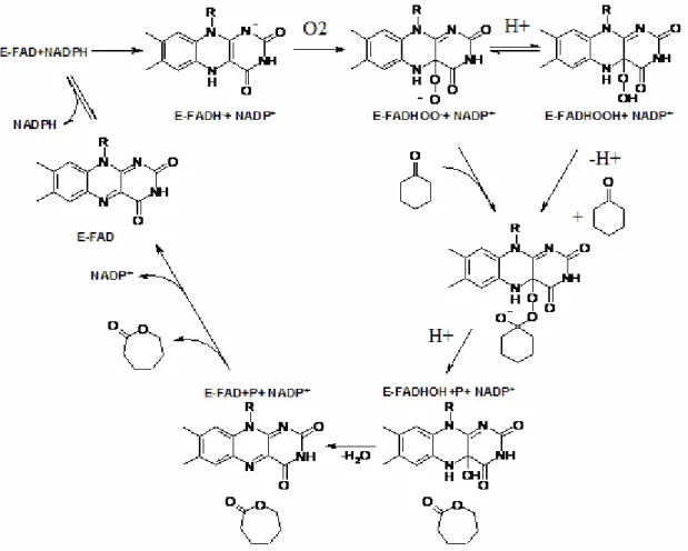 2. ábra: A Baeyer-Villiger biokatalízis mechanizmusa (E: enzim)  (Mihovilovic et al.,  2002)
