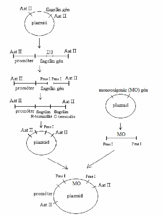17. ábra: A flagellin-enzim fúziós DES-konstrukció létrehozásának részlépései. 
