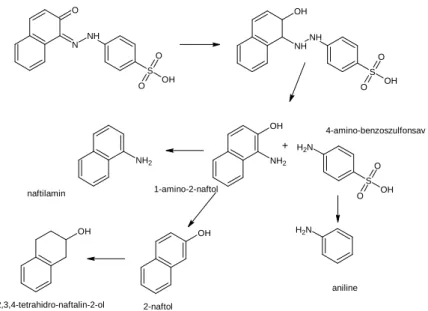2.8. ábra.  Acid Orange 7 reduktív körülmények között lejátszódó lebontási folyamatai (Zhang, S