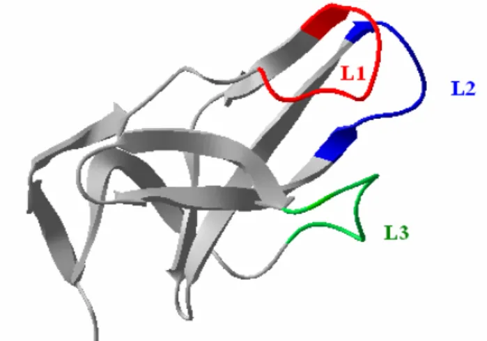 7. ábra: A D3 domén polipeptidvázának szerkezete a flagellin fehérjében.