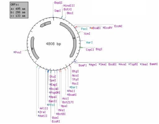 8. ábra: A pGFP-fliC vektor térképe a NebCutter programmal tervezve, a fliC HindIII-BamHI helyen az a jelű 495 aminosavnyi részt kódoló szegmens.